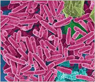 Microbiological Spectrum